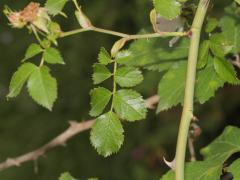 stalk and leaf